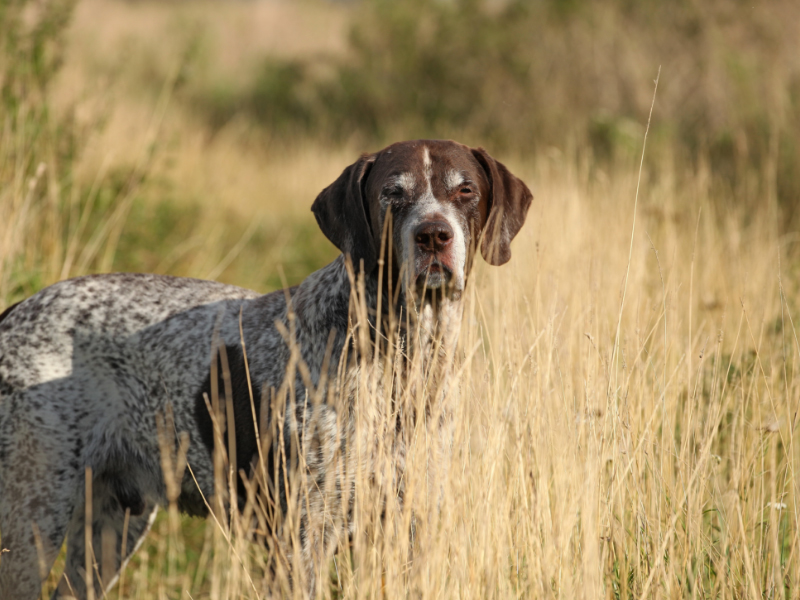 Cinofilia - 18° Campionato Italiano per cani da seguita su cinghiale in mute Ctg. "B"