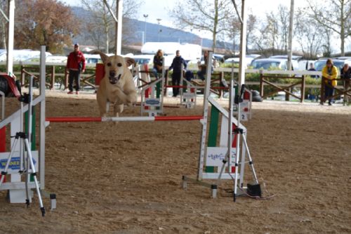 Agility - 4 Campioni per 4 Categorie