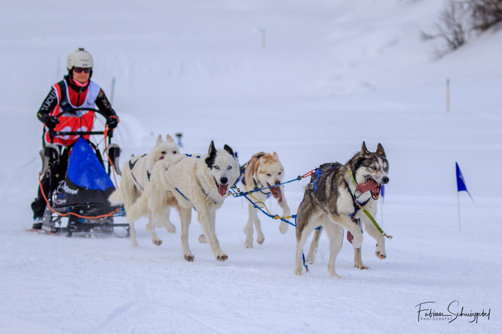 Sleddog - Gran Premio d'Italia - Campionato Italiano