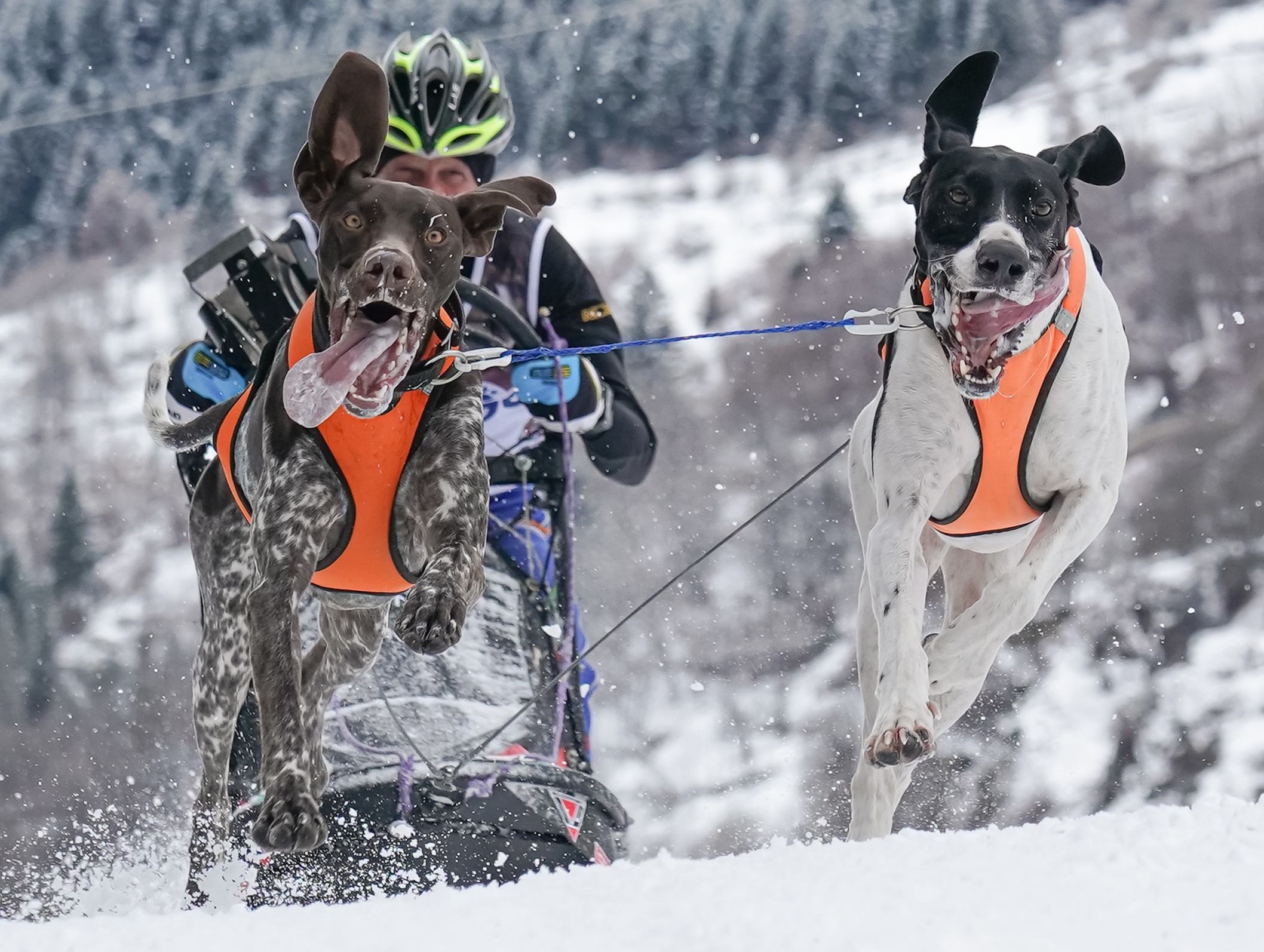 Il ritorno del grande Sleddog sulle piste olimpiche di Cortina d’Ampezzo.