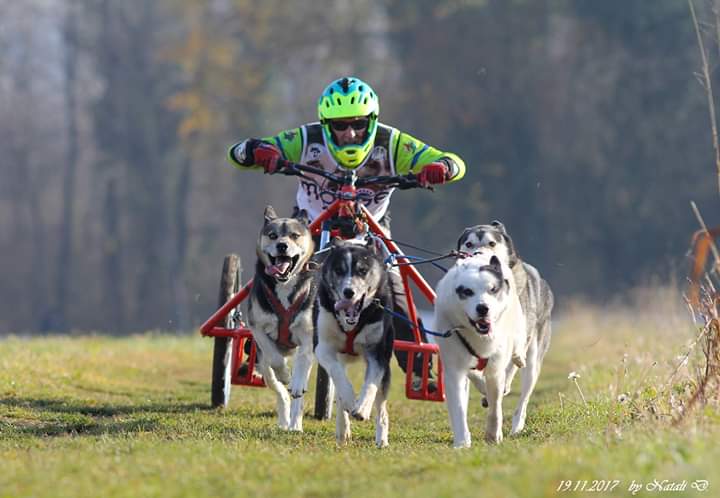 Record per il Campionato Italiano di Sleddog su terra.